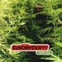 Tabletom - 7000 kilos [CD]